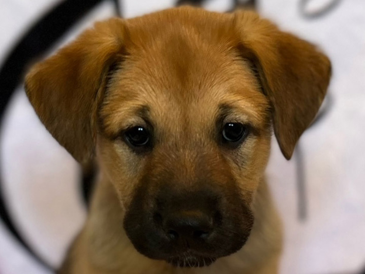 chinook puppy